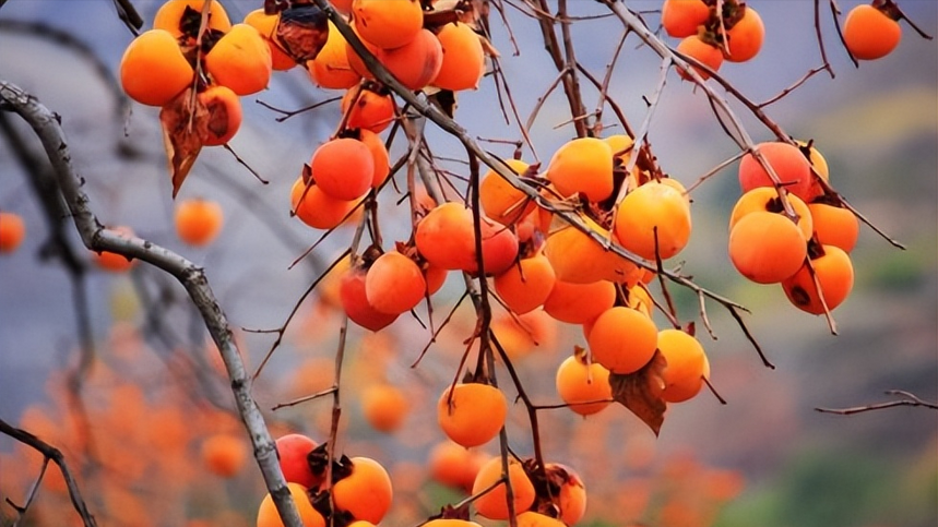 白酒应该“热着喝”还是“凉着喝”?区别很大,弄懂再喝好处多!